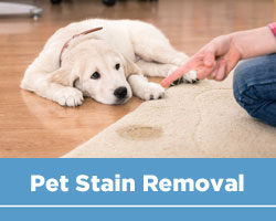 Pat Stain and Odour Removal